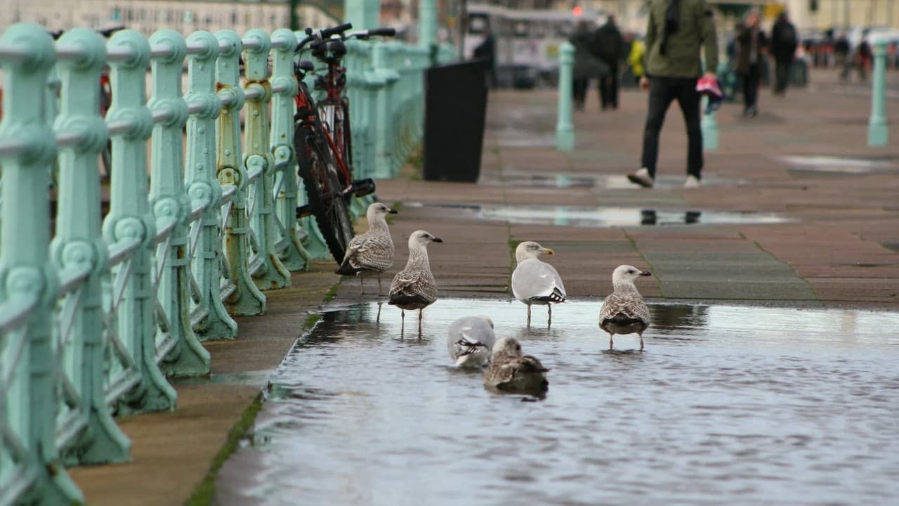 Seagulls stand in a seafront puddle beside the green railings on Brighton seafront in the rain